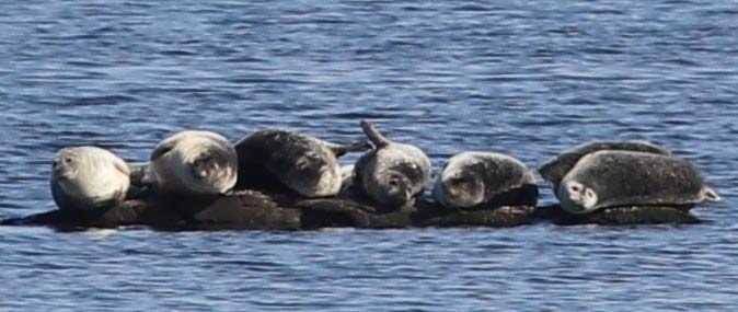 Harbor seals from Chafee Preserve, Rome Point
