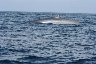 Finback whale off Block Island