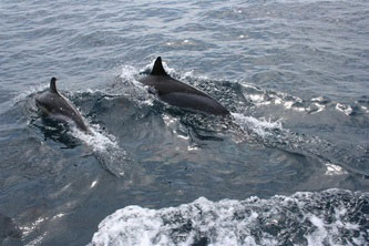 Atlantic white-sided dolphins south of Block Island