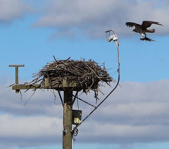 Osprey with nesting material, Jamestown, RI.