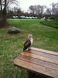 Red-tailed hawk, Lincoln RI