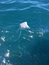 Portuguese man o' war at Cox Ledge, SE of Block Island