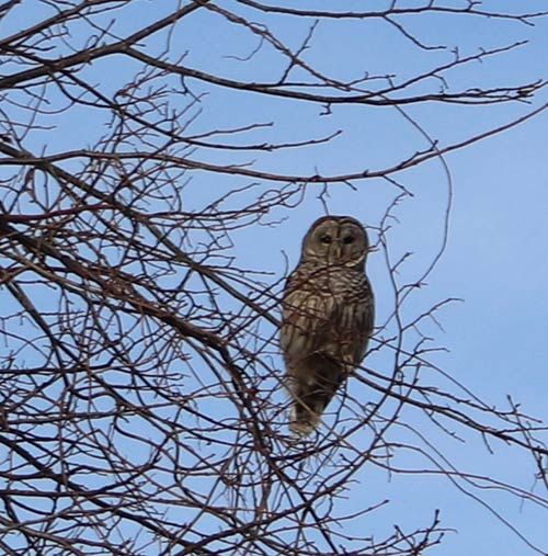 Short-eared owl  Matunuck Beach Road