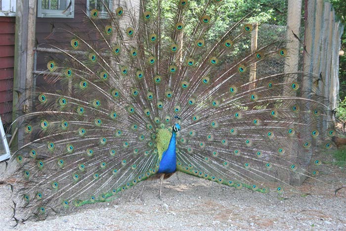Peacock, Fairgrounds Road, South Kingstown