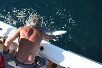Releasing tagged blue shark