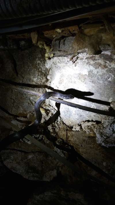 One of the Inhabitants of a 300-year-old stone foundation in Exeter.