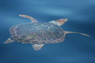 Leatherback turtle off Block Island