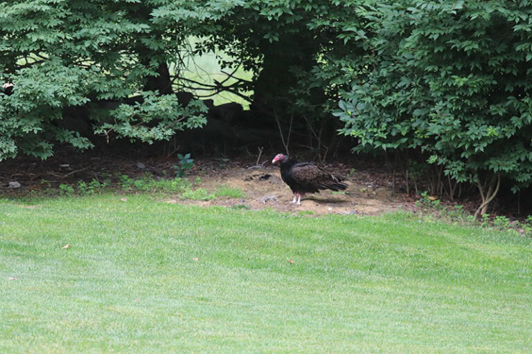 Turkey vulture in the back yard enjoying a squirrel