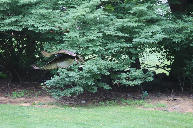 Turkey vulture in flight
