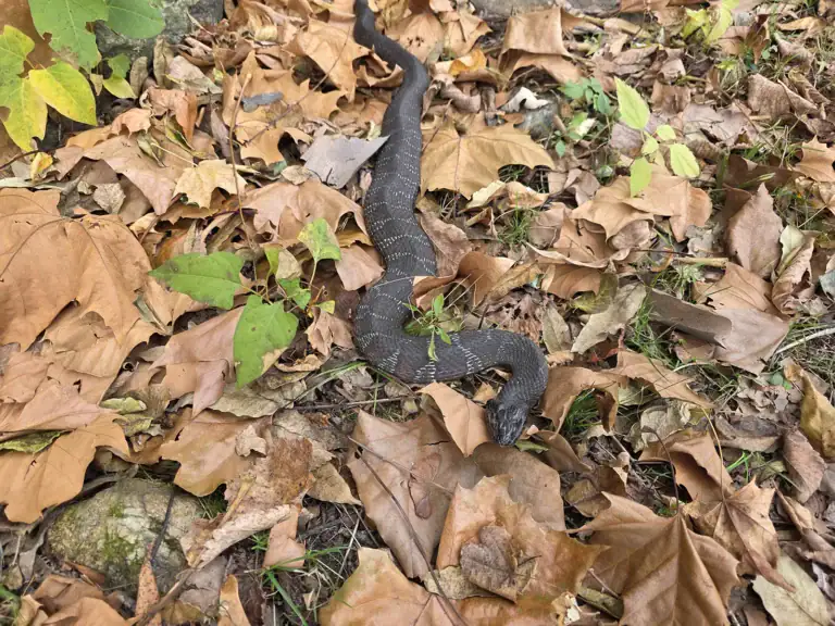 northern water snake, Blackstone River, Woonsocket